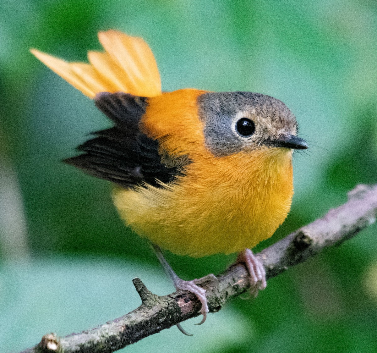 Black-and-orange Flycatcher - ML623031263