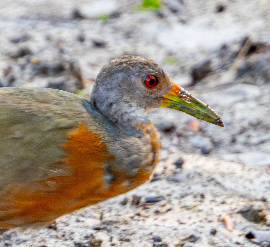 Little Wood-Rail - ML623031281