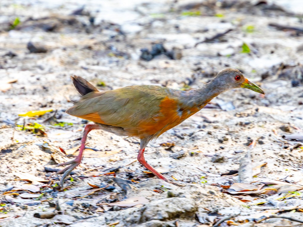 Little Wood-Rail - ML623031282