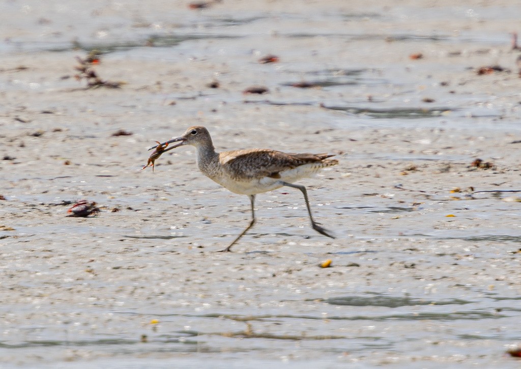 Willet (Eastern) - ML623031288