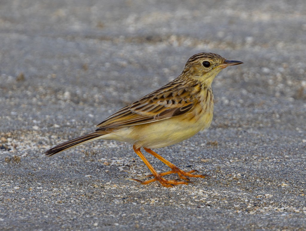 Yellowish Pipit - ML623031292