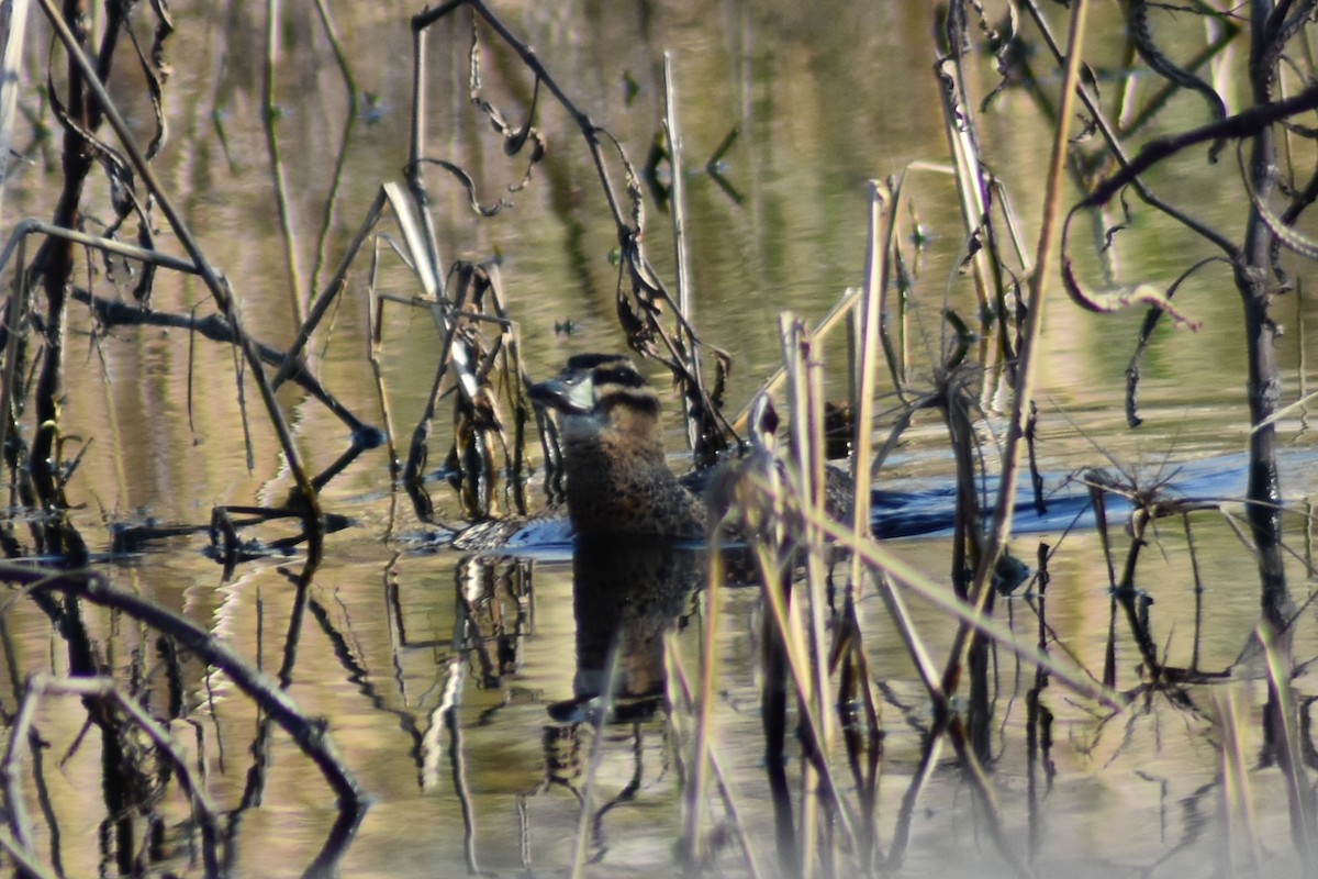 Masked Duck - ML623031326