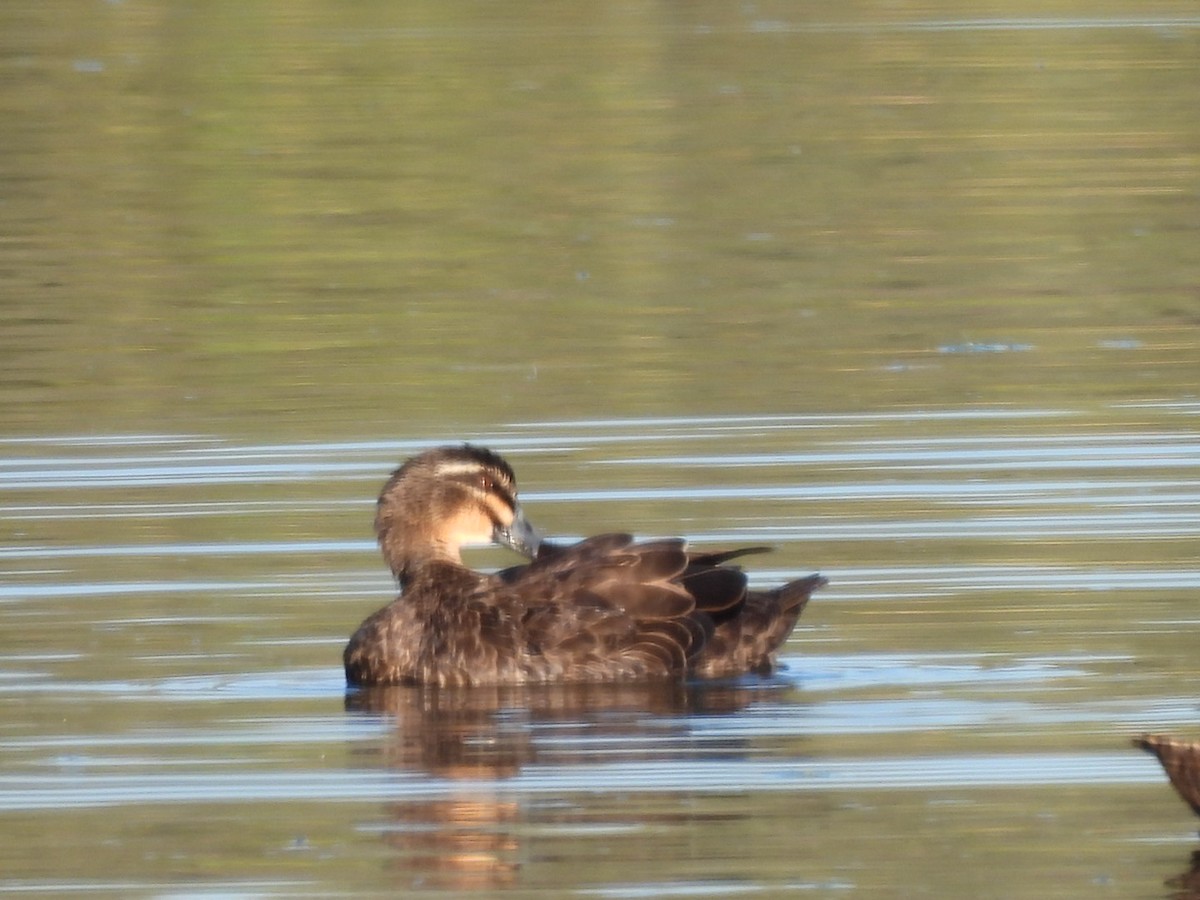 Pacific Black Duck - ML623031367