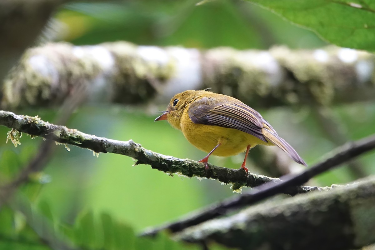 Citrine Canary-Flycatcher - ML623031405