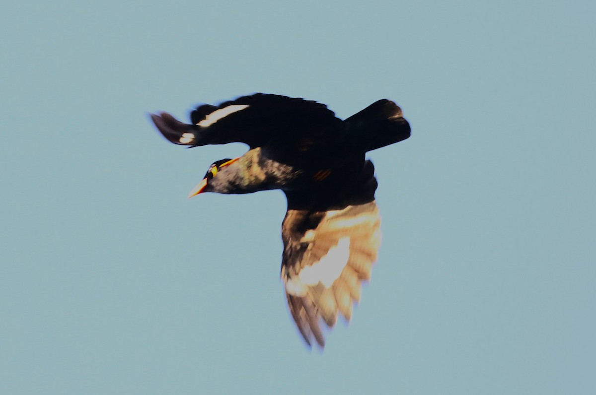 Common Hill Myna (Enggano) - ML623031420