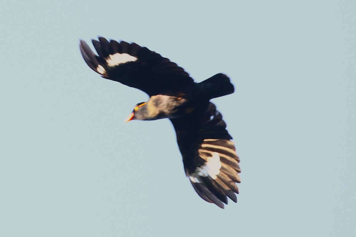 Common Hill Myna (Enggano) - ML623031422