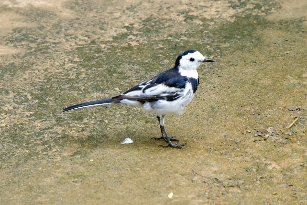 White Wagtail - ML623031456