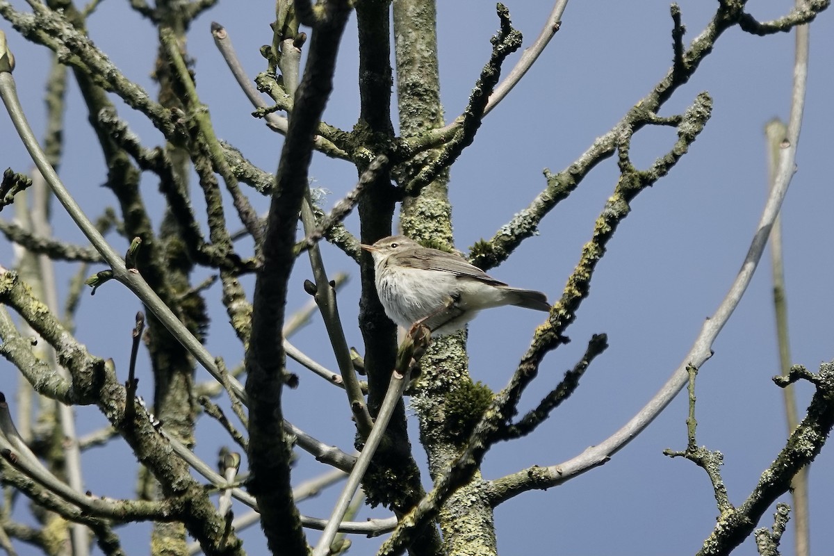 キタヤナギムシクイ - ML623031473