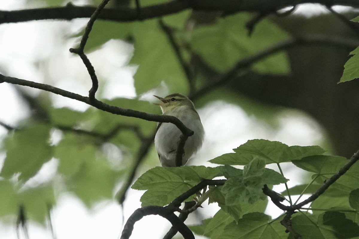 Mosquitero Silbador - ML623031483