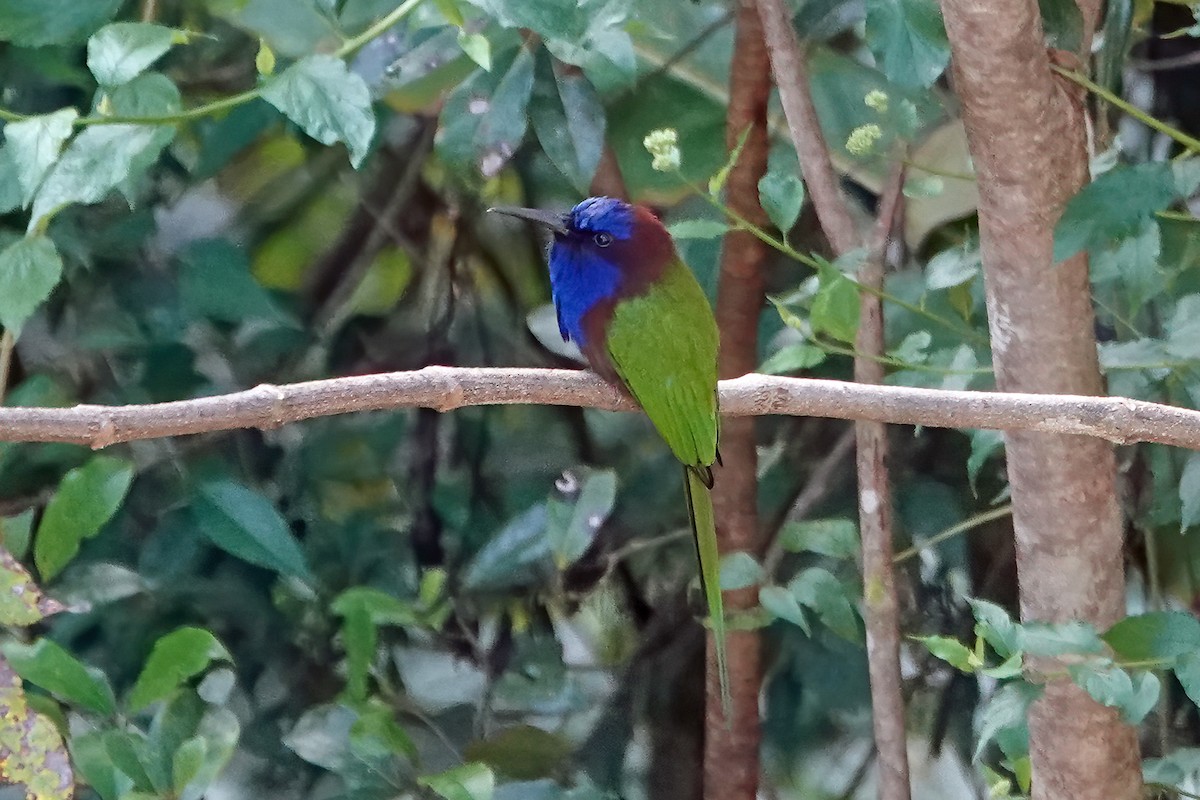 Purple-bearded Bee-eater - ML623031485