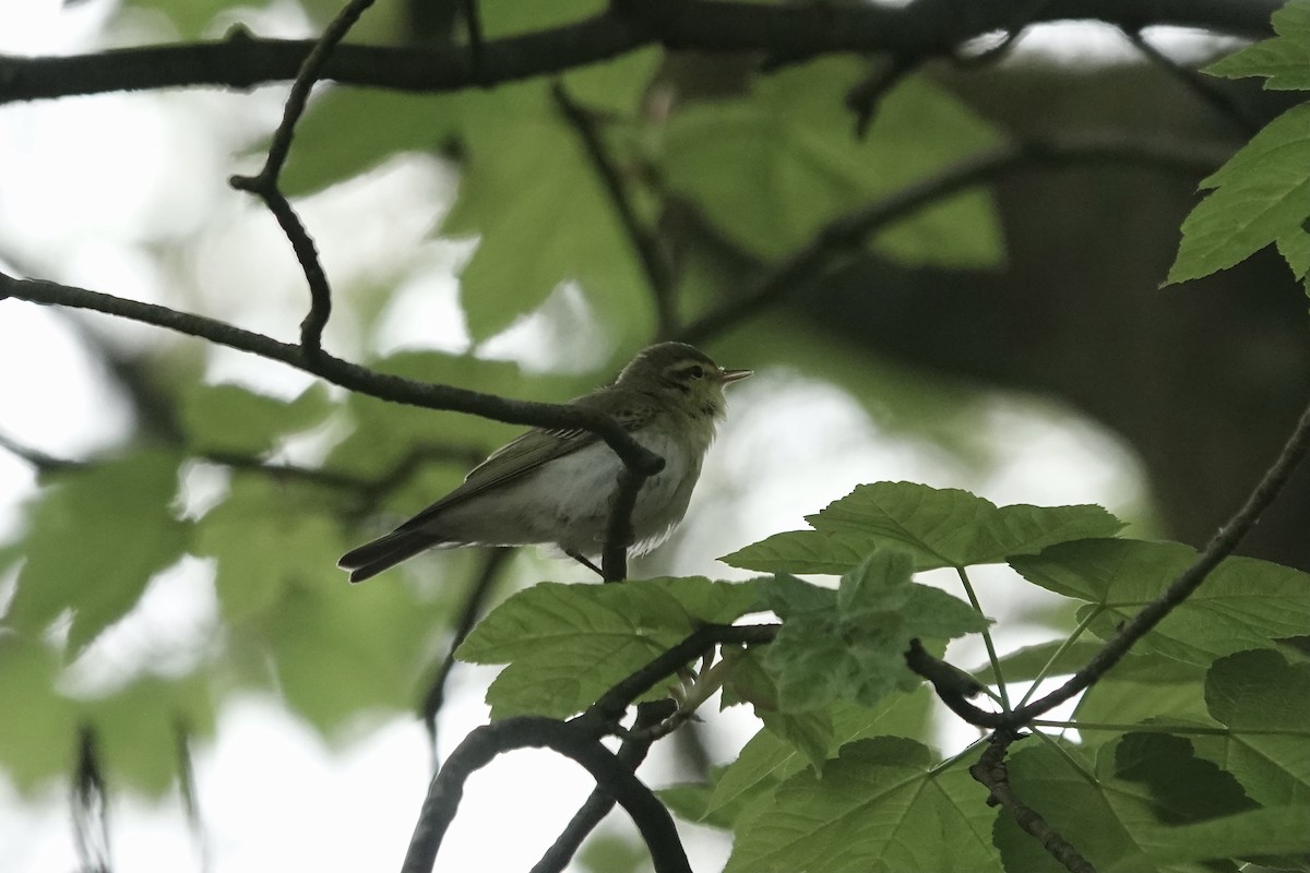 モリムシクイ - ML623031486