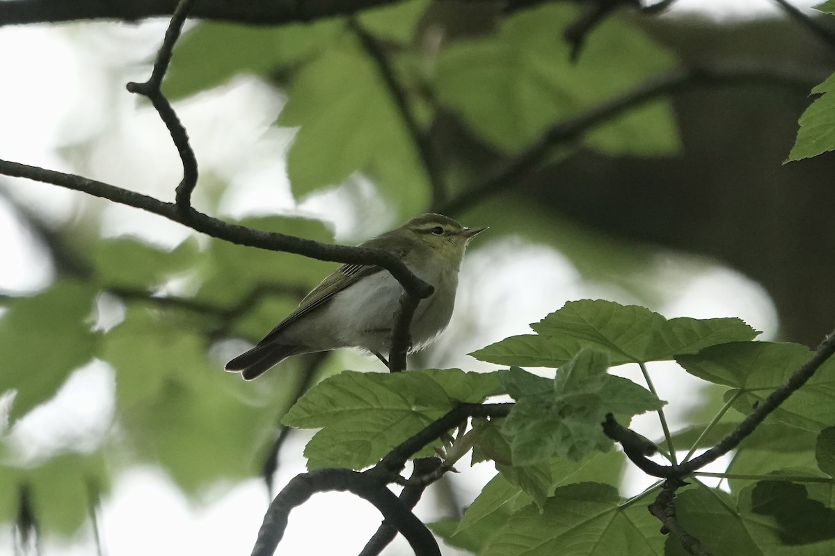 モリムシクイ - ML623031487