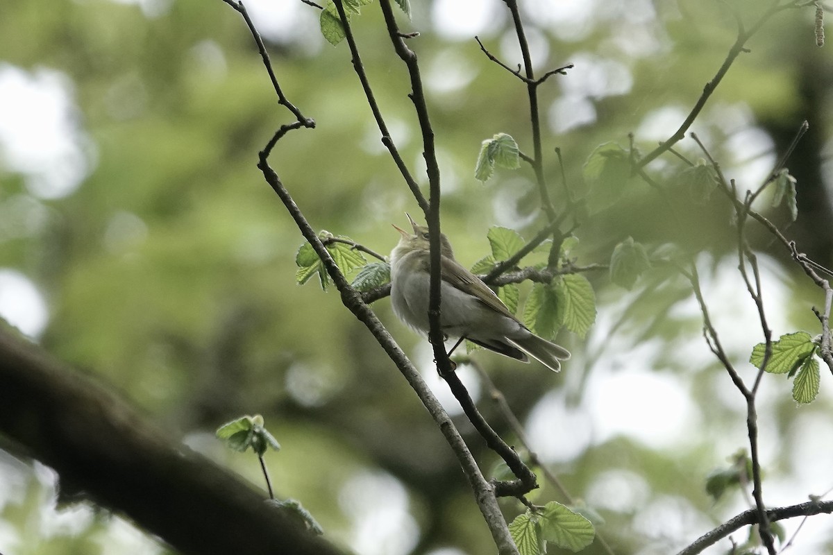 Mosquitero Silbador - ML623031488