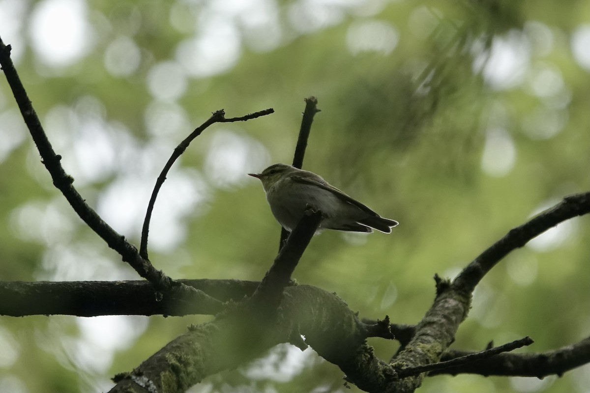 Mosquitero Silbador - ML623031489