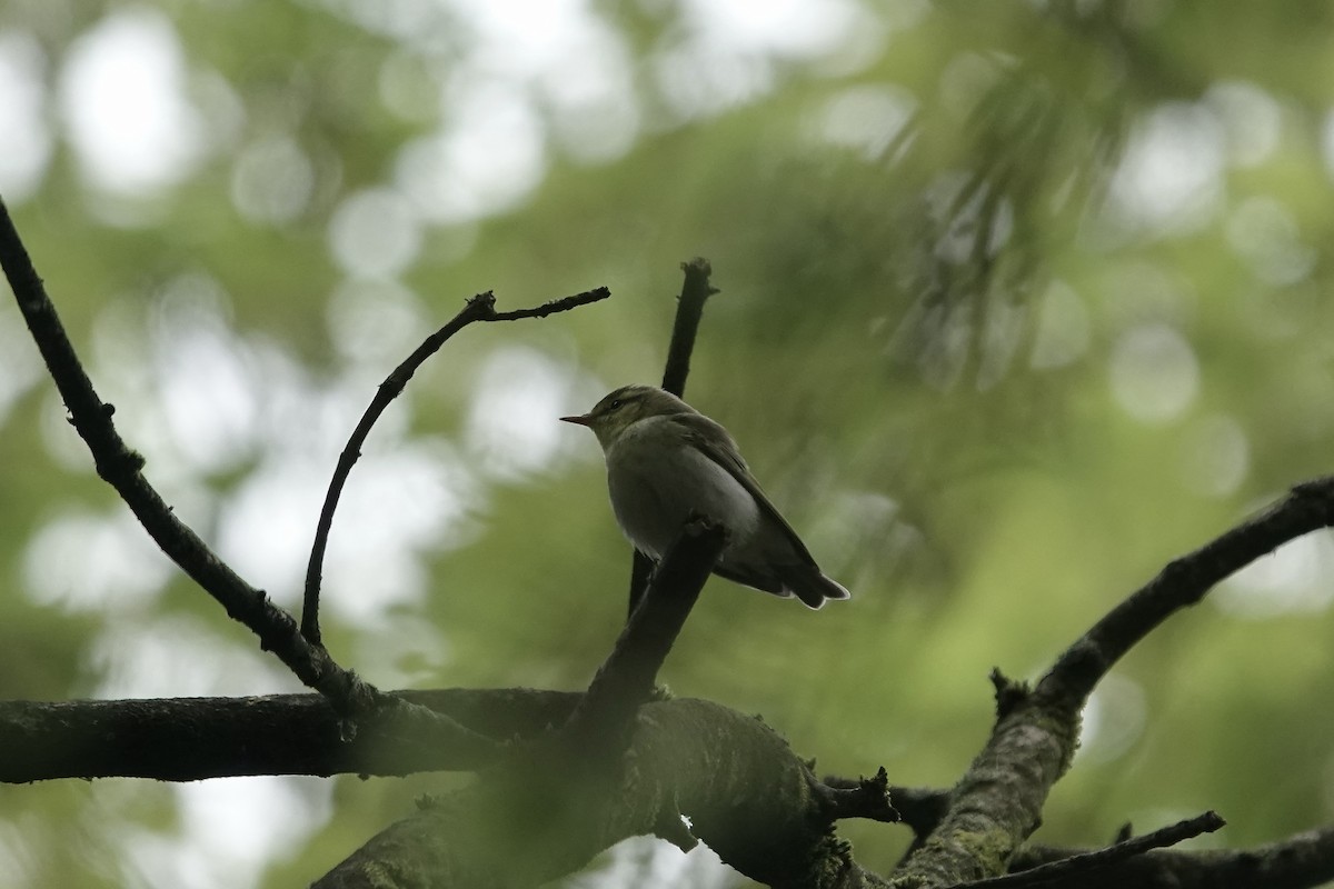 Mosquitero Silbador - ML623031494