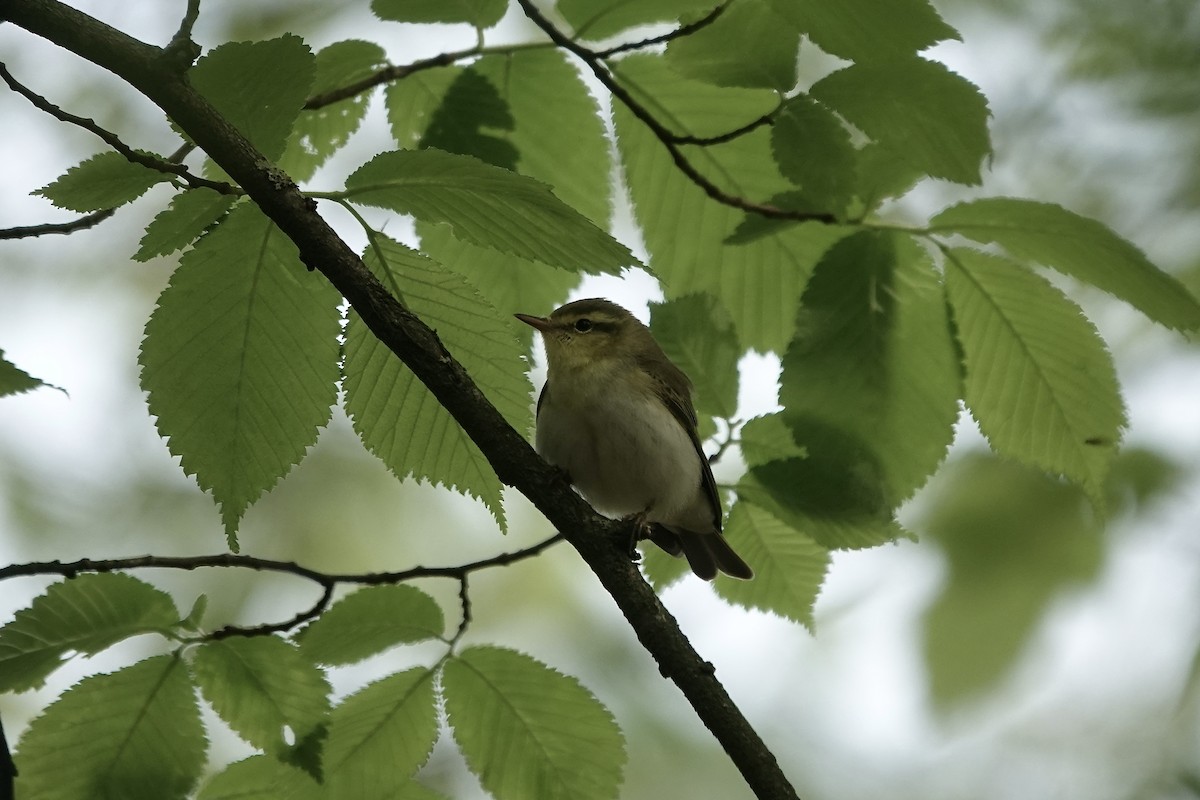 モリムシクイ - ML623031496