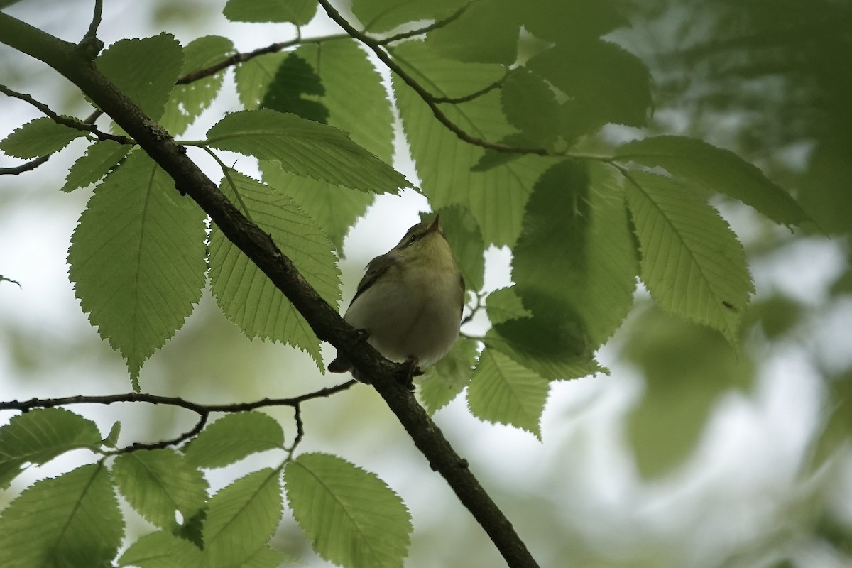 Mosquitero Silbador - ML623031498