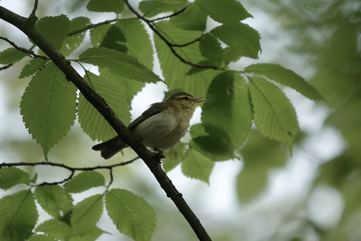 Mosquitero Silbador - ML623031499