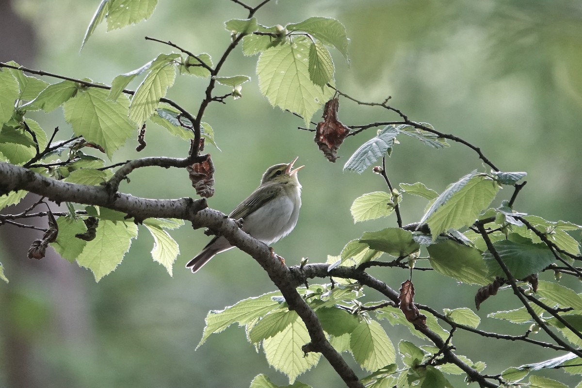 Mosquitero Silbador - ML623031500