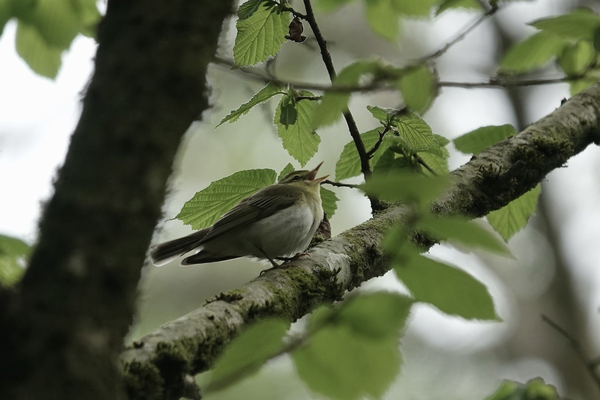 Mosquitero Silbador - ML623031501