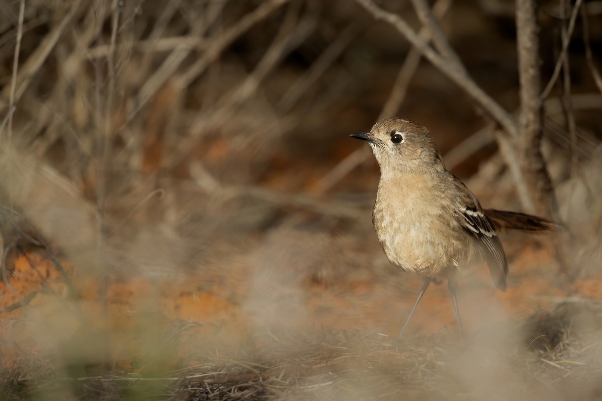 Southern Scrub-Robin - ML623031503