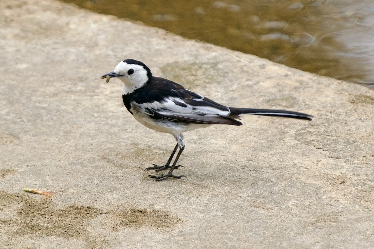 White Wagtail - ML623031508