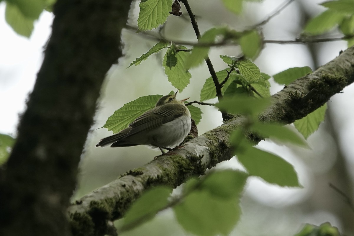 Mosquitero Silbador - ML623031516