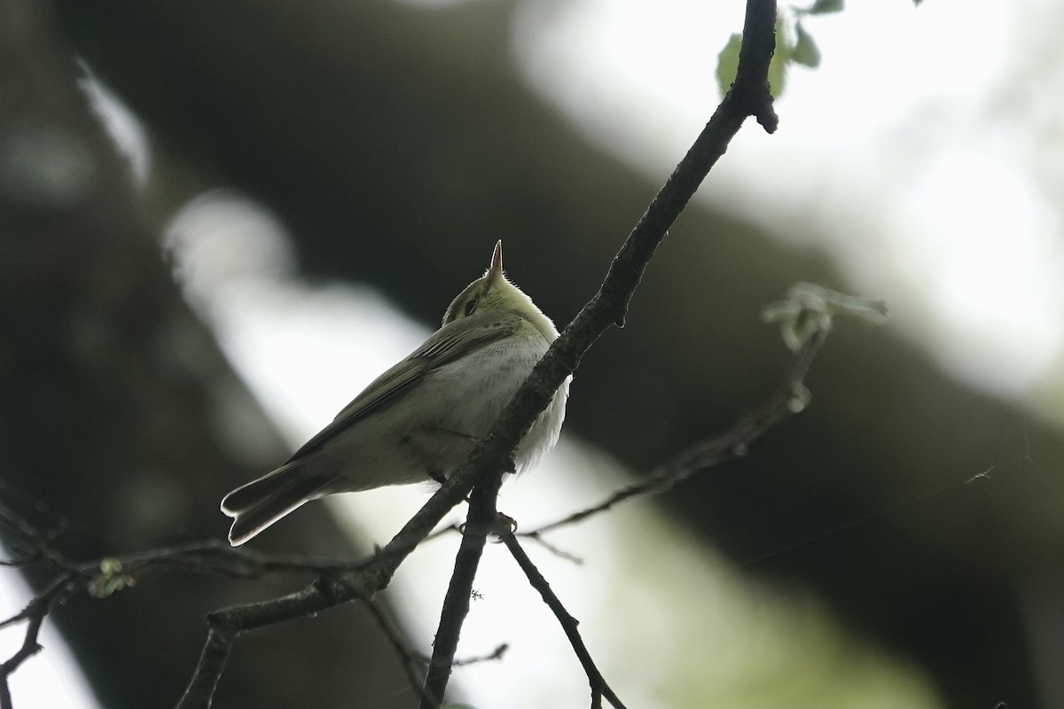 Mosquitero Silbador - ML623031517