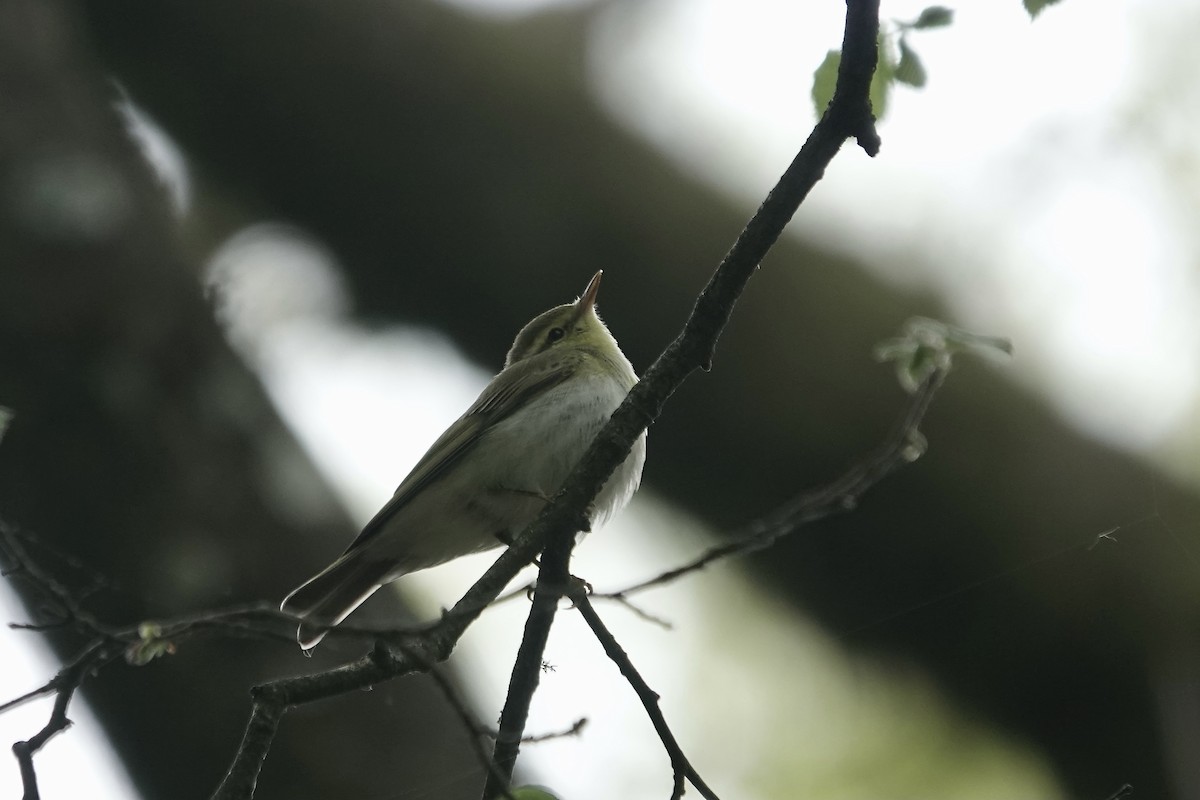 Mosquitero Silbador - ML623031518