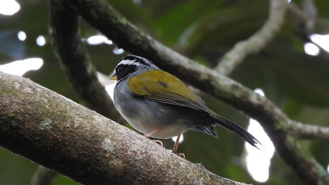 Cerquero Semiacollarado - ML623031527