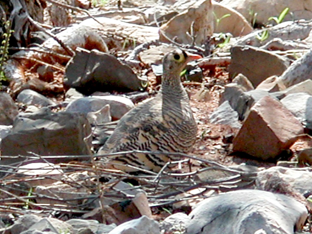 Lichtenstein's Sandgrouse - ML623031558