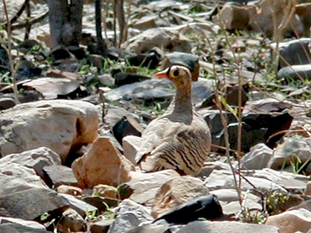 Lichtenstein's Sandgrouse - ML623031559