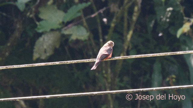 Cliff Flycatcher (Cliff) - ML623031573