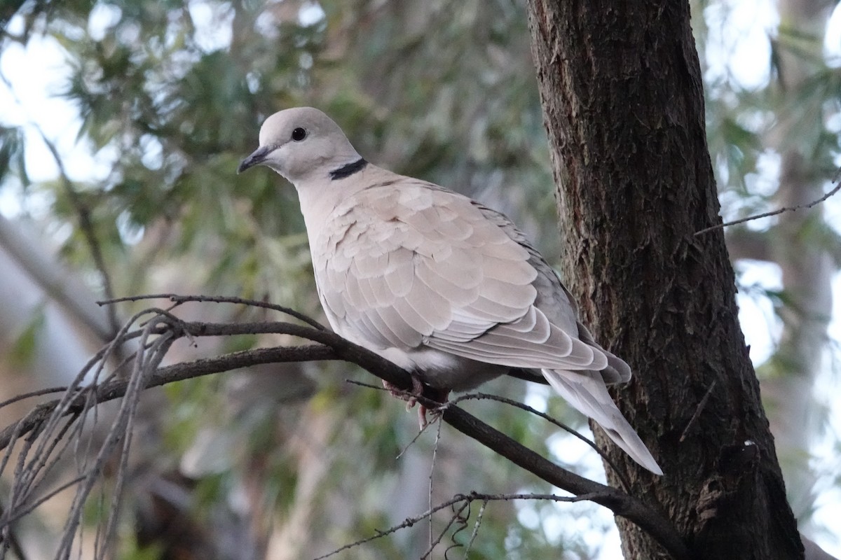 African Collared-Dove (Domestic type or Ringed Turtle-Dove) - ML623031574