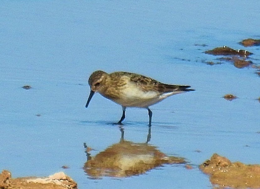 Baird's Sandpiper - ML623031577