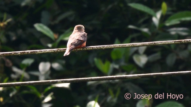 Cliff Flycatcher (Cliff) - ML623031586