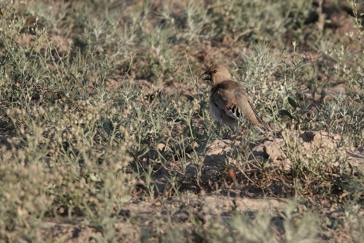 Desert Finch - ML623031611