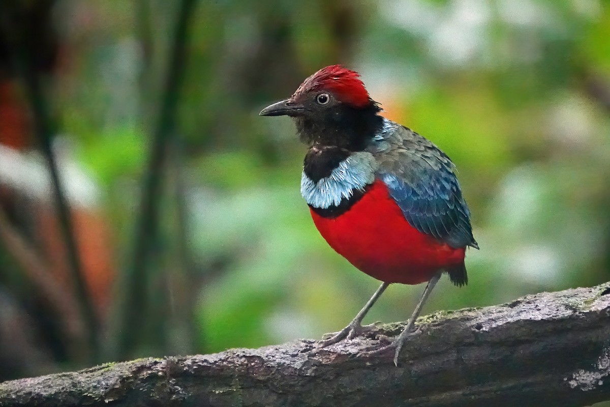 pita sulská - ML623031615