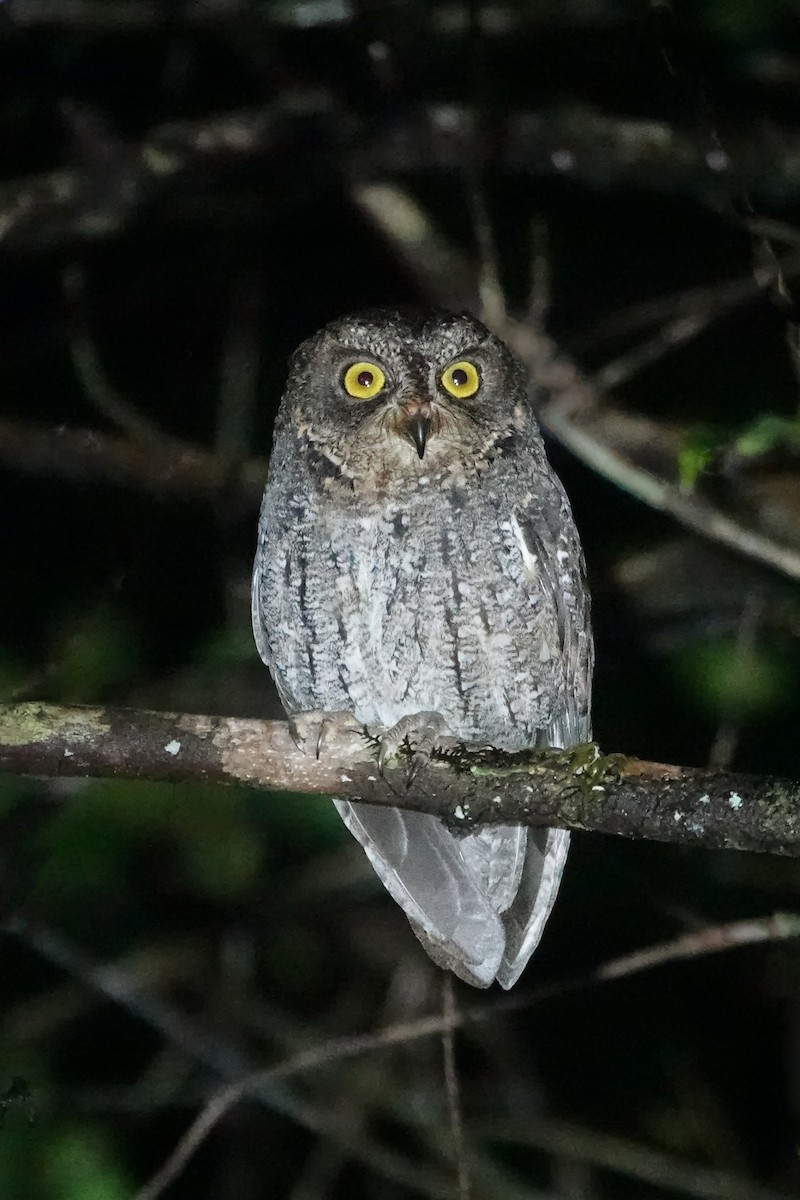 Banggai Scops-Owl - ML623031632