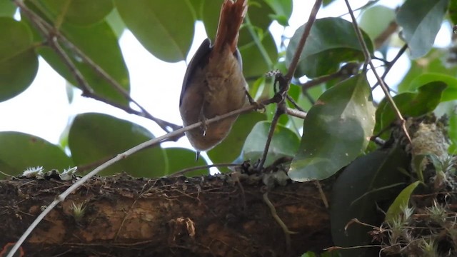 Pallid Spinetail - ML623031654