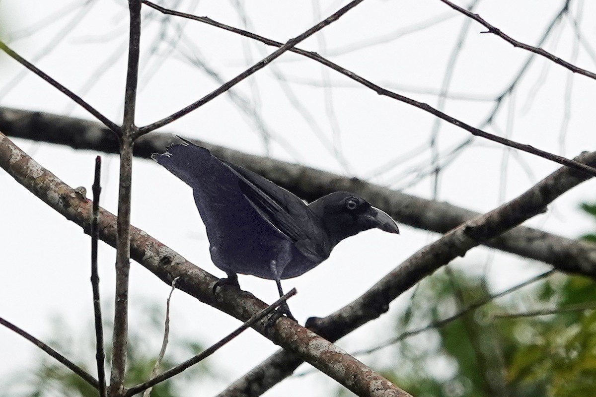 Banggai Crow - ML623031667