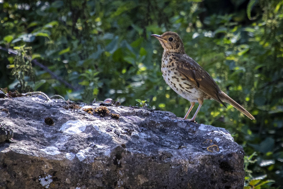 Song Thrush - ML623031678