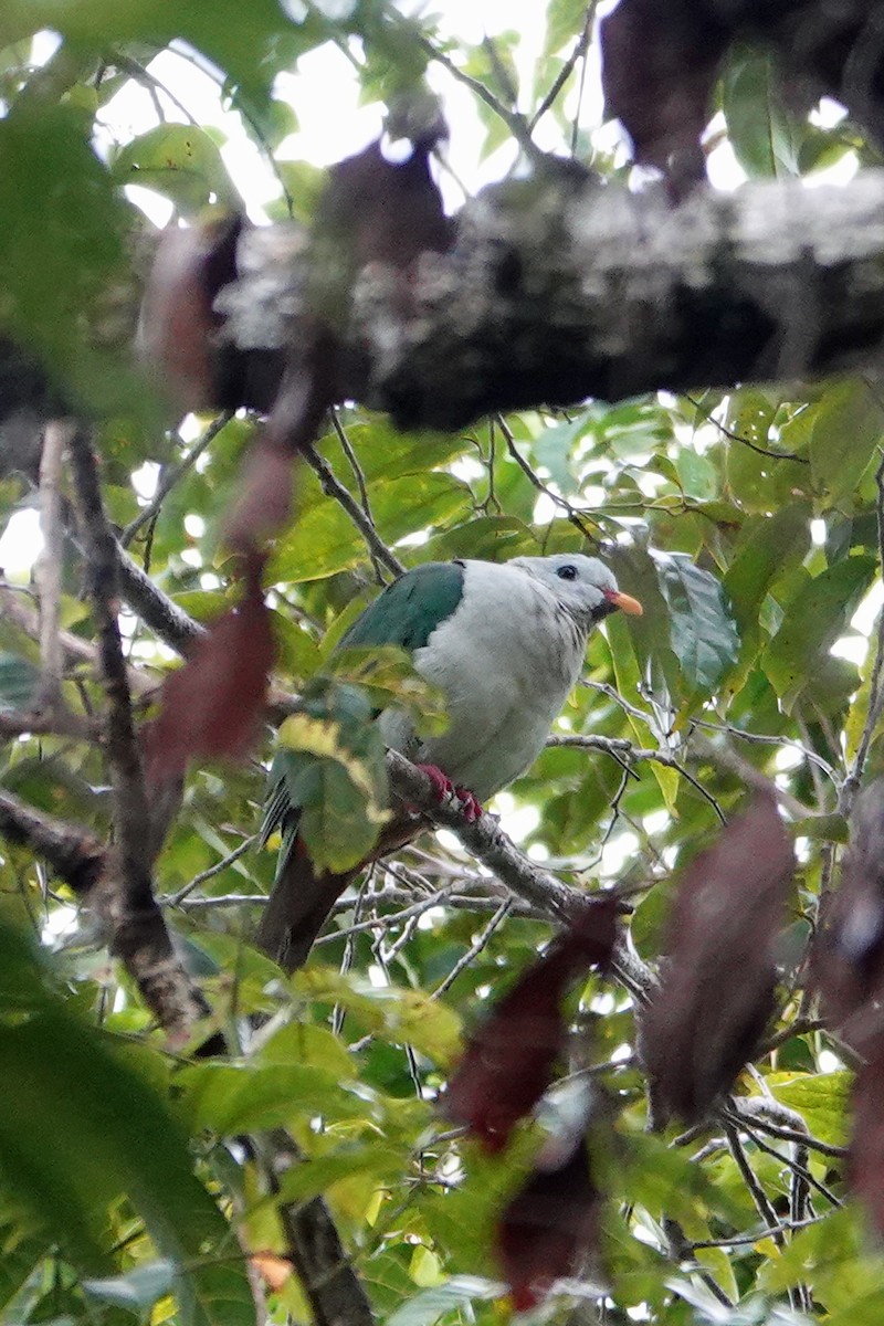 Banggai Fruit-Dove - ML623031691