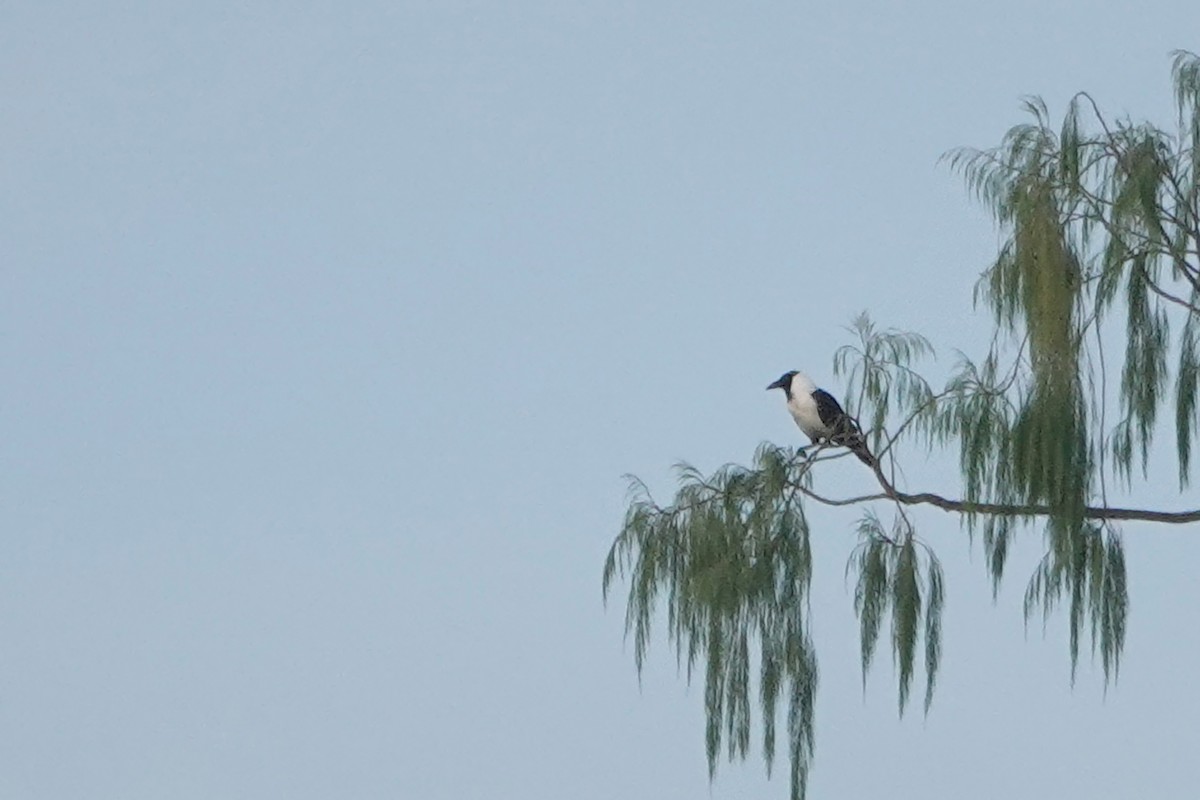 Corneille des Célèbes - ML623031714