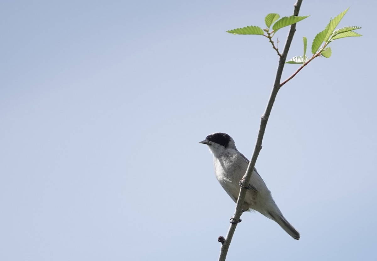 White-crowned Penduline-Tit - Nick French