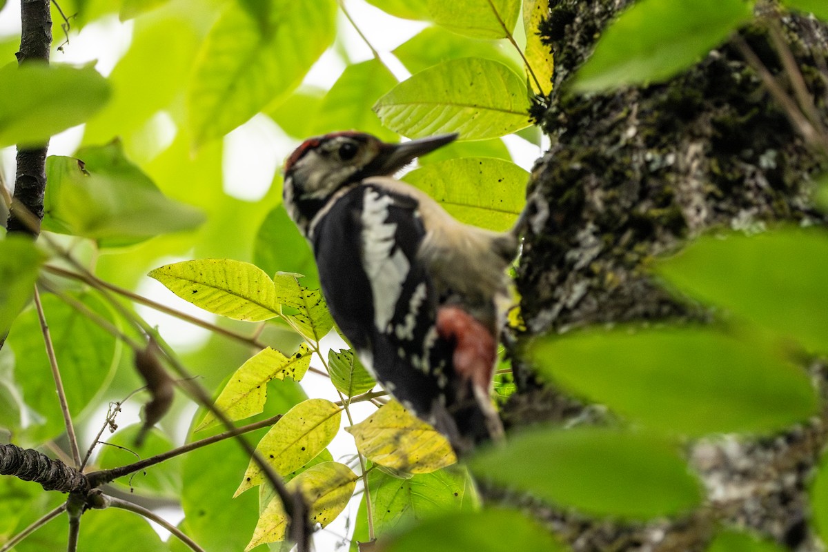 Himalayan Woodpecker - ML623031877