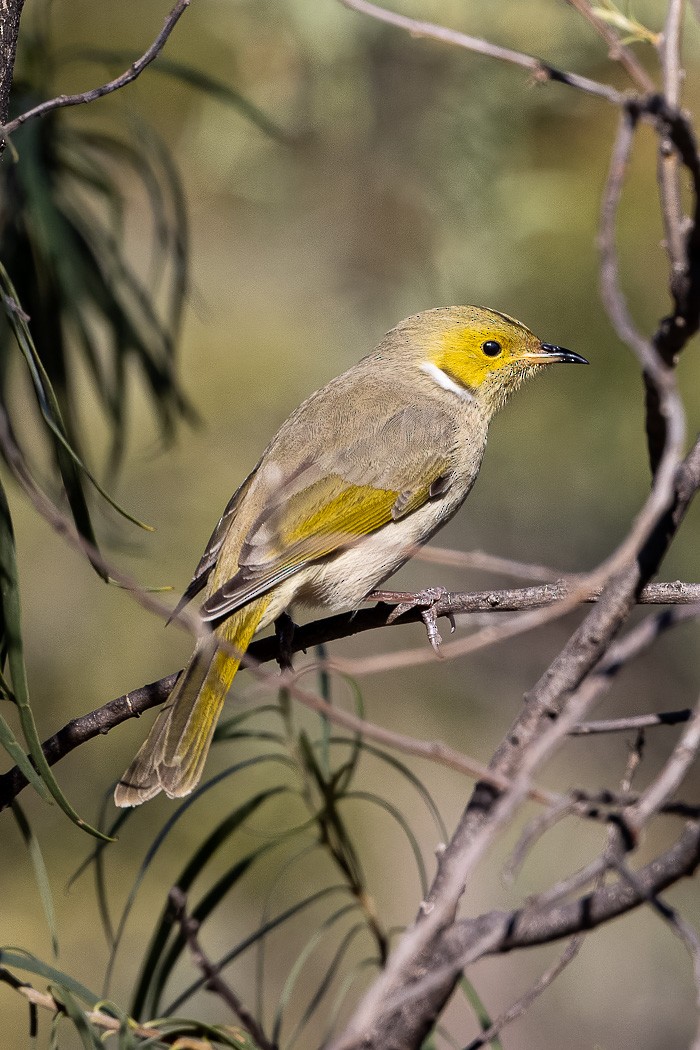 White-plumed Honeyeater - ML623031887