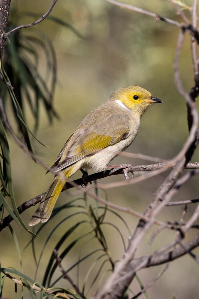 White-plumed Honeyeater - ML623031888