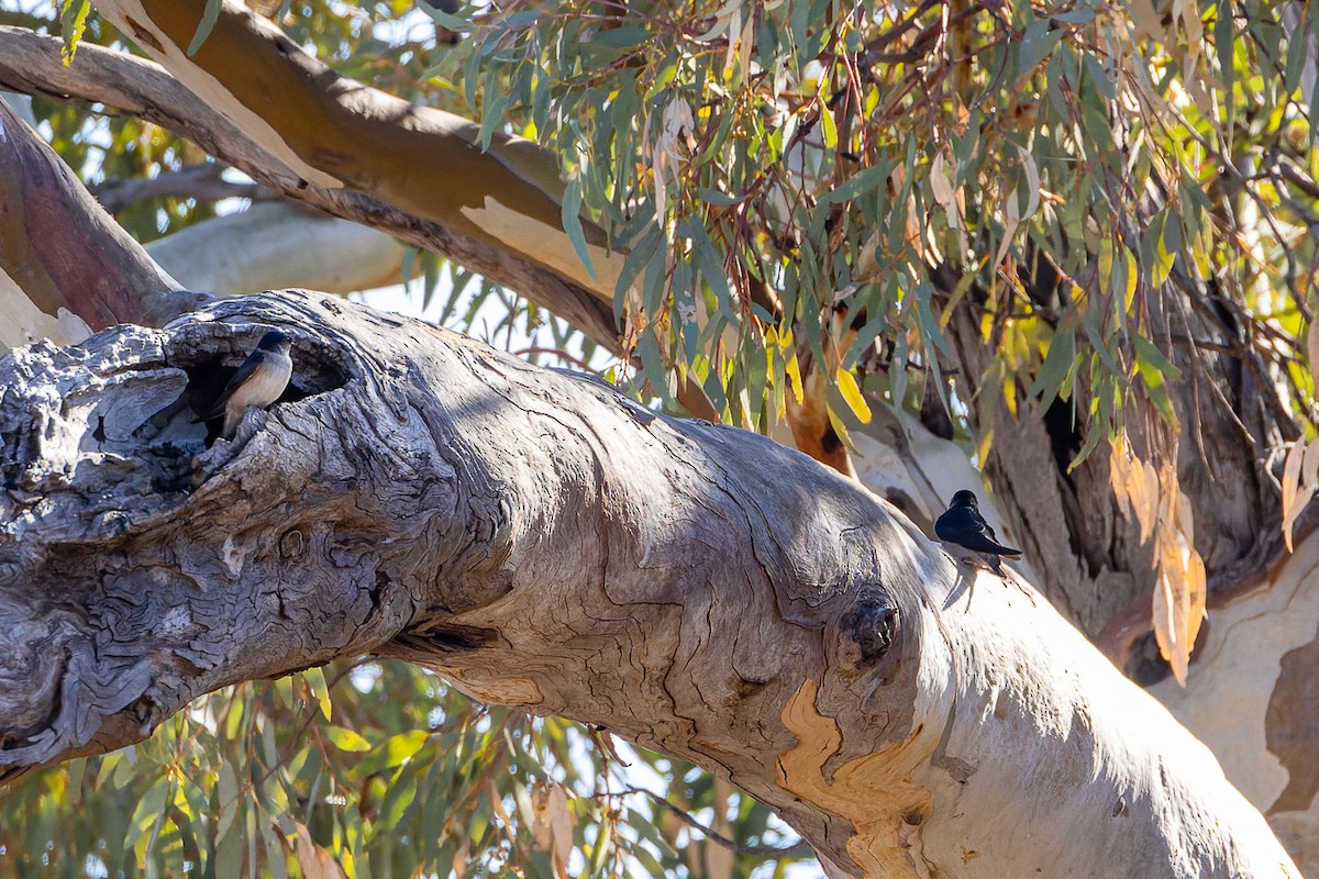 Tree Martin - ML623032049