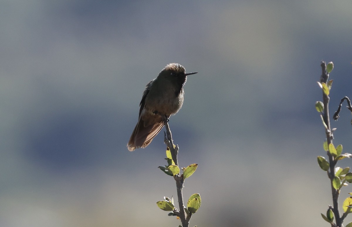 Bronze-tailed Thornbill - ML623032051